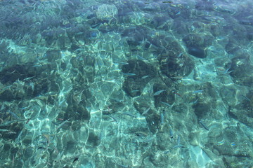 wasser, blau, fische