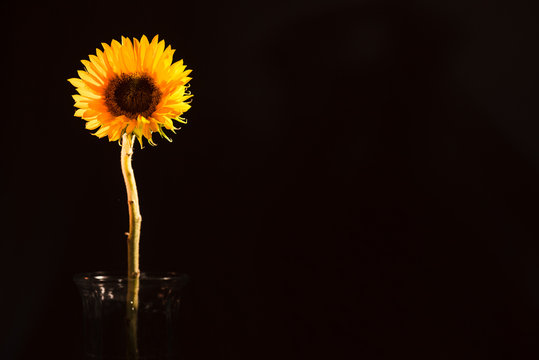 Sunflower, single left-center on black, clear vase, studio, still life: ;  (c)Bob Bingham Photo