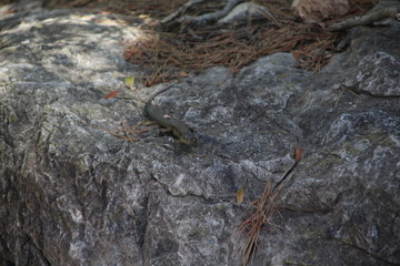 Sa Dragonera - Insel der Schmuggler und Drachen, Dragonera-Eidechse (Podarcis lilfordi ssp. giglioli)