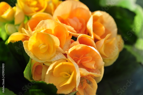 Gros Plan Avec Bouquet De Fleurs Jaunes Stock Photo And