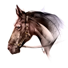 painted colored of an animal horse side © khius