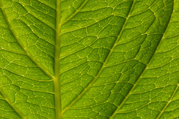 Parthenocissus green leaf detail with visible veins