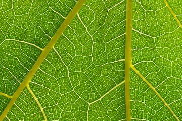 Parthenocissus green leaf detail with visible veins