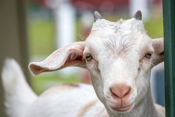 Obraz premium Cute and funny baby goat.