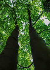 Fototapeta premium Tall trees