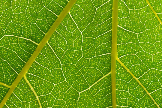 Parthenocissus green leaf detail with visible veins