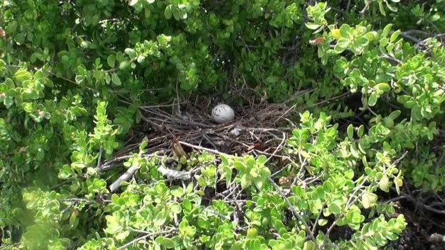 Bird egg in the nest on tropical tree in a rain forest. Picturesque wild nature of French Polynesia Tahiti Island and beautiful landscape.