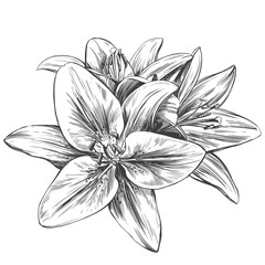 floral blooming lilies vector illustration hand drawn vector illustration realistic sketch - obrazy, fototapety, plakaty