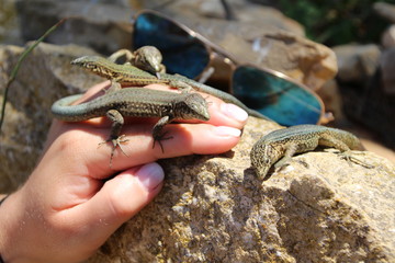 Sa Dragonera - Insel der Schmuggler und Drachen, Dragonera-Eidechse (Podarcis lilfordi ssp....