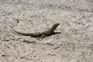Sa Dragonera - Insel der Schmuggler und Drachen, Dragonera-Eidechse (Podarcis lilfordi ssp....