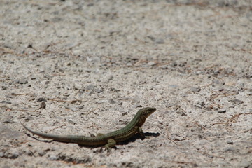 Sa Dragonera - Insel der Schmuggler und Drachen, Dragonera-Eidechse (Podarcis lilfordi ssp. giglioli)