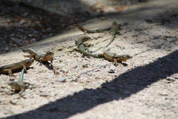 Sa Dragonera - Insel der Schmuggler und Drachen, Dragonera-Eidechse (Podarcis lilfordi ssp. giglioli)
