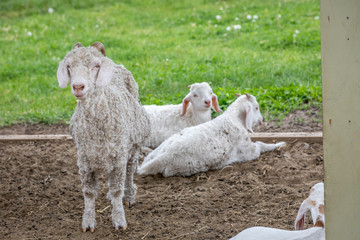 Obraz premium Rodzina kóz białych.