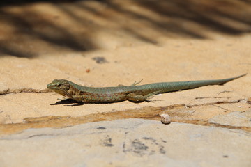 Sa Dragonera - Insel der Schmuggler und Drachen, Dragonera-Eidechse (Podarcis lilfordi ssp....