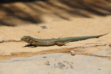 Sa Dragonera - Insel der Schmuggler und Drachen, Dragonera-Eidechse (Podarcis lilfordi ssp. giglioli)