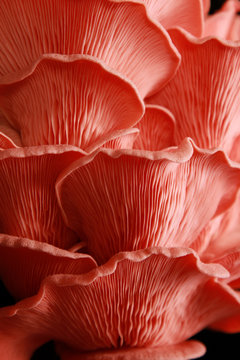 fresh uncooked mushrooms