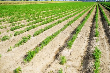 Fototapeta na wymiar Large vegetable field with carrots in summer 