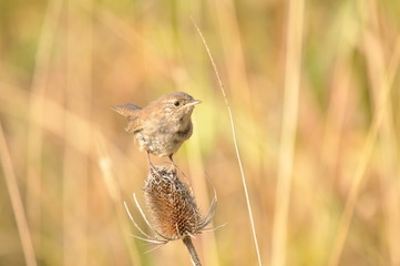 Little wren sitting on a dry thistle flower head in a hot summer day