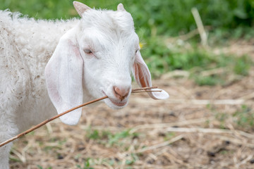 Obraz premium Cute and funny baby goat with stick.