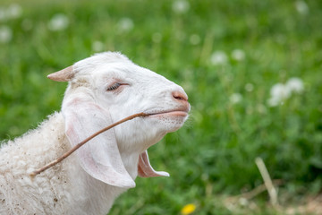 Obraz premium Cute and funny baby goat with stick.