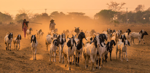 Fototapeta na wymiar A Rural scene with goats in Bagan