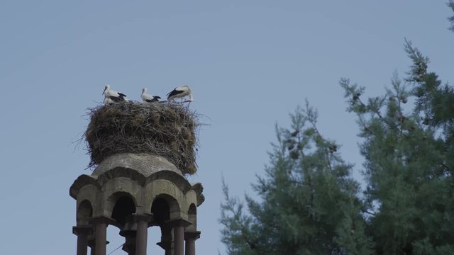 A stork nest on top of an orthodox church