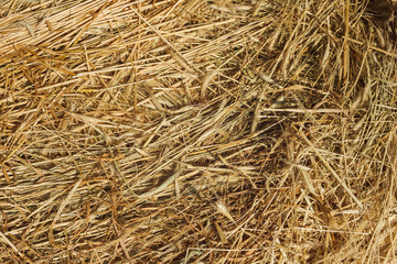 Straw background. dry straw
