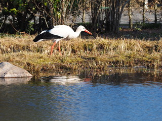 weißstorch am teich in der stadt