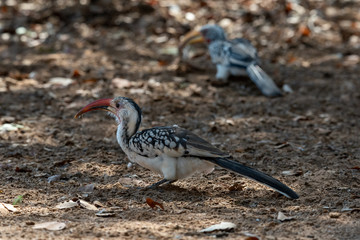 Two hornbill birds, one damara red-billed hornbill in focus feeding on worm and yellow-billed hornbill in soft background foraging through leaves, Namibia
