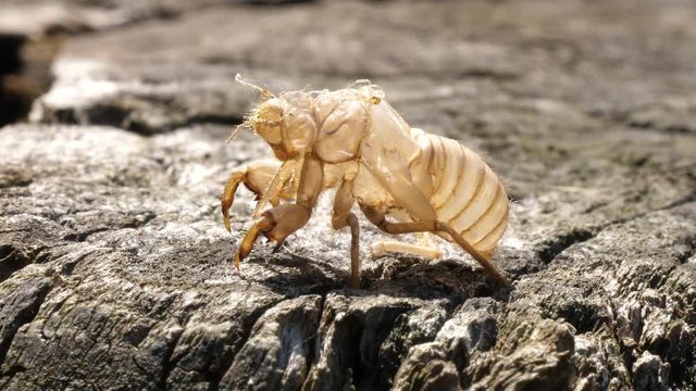 Beautiful nature scene macro cicada molting. An appearance textures the structure light brown shell on tree