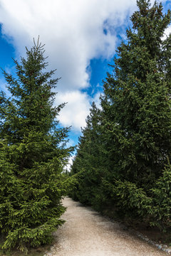 a path among the spruce