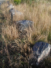 Große Steine in hohem Gras