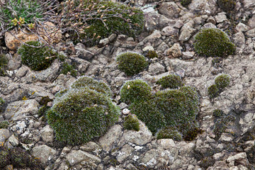 Hairy moss patches on a rocky mountain terrain