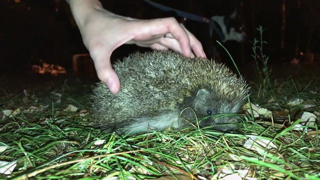 The girl touches the European hedgehog at night in the city. 4k