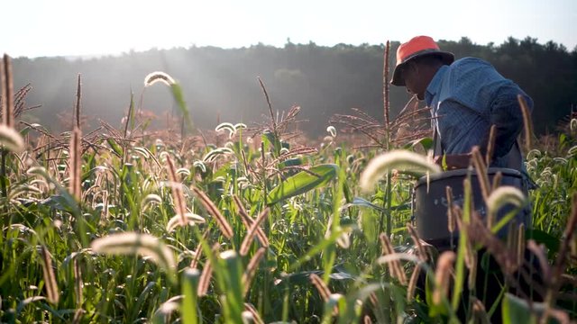 Camera moving with backlit closeup of immigrant farmer picking corn in a corn field as the sun rises.