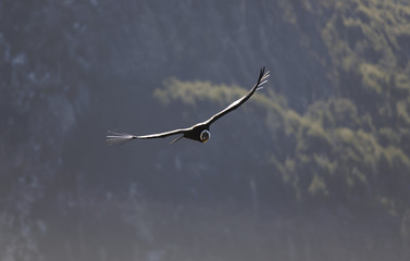 Andean condor flying free in nature 