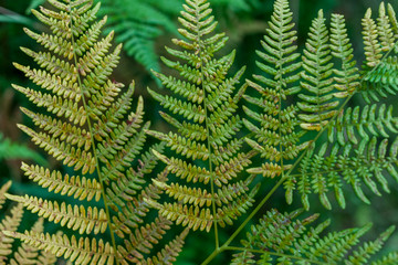 dark green beautiful fern leaves