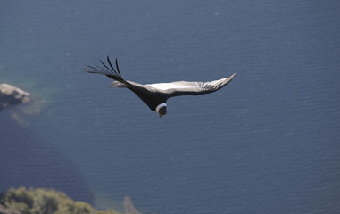 Condor Andino