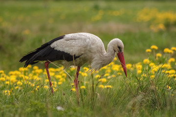 White stork (Ciconia ciconia) hunts among the grass in the meadow. Ukraine