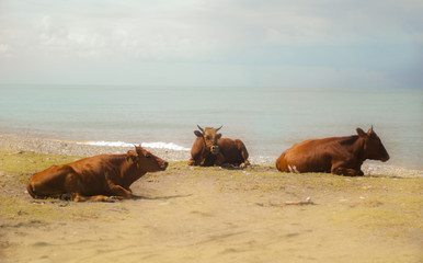 A red-haired young cows on a sunny day on the seashore.
