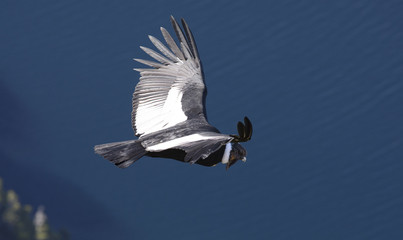 Condor Andino