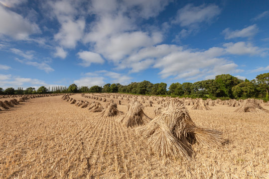 Wheat Stooks in north Devon