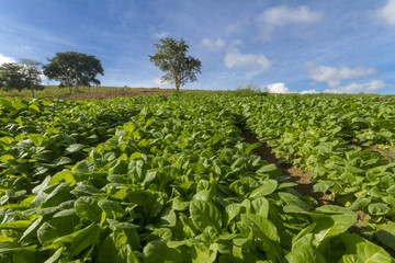 Fototapeta na wymiar Canteiro cultivado com mudas de fumo em propriedade rural brasileira