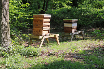 Honey bee hives in woodland