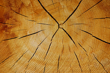 Cross section of log with growth rings