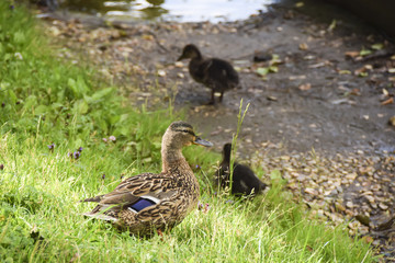 black brown duck mother with small ducklings on the grass