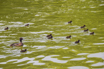 black brown duck mother with small ducklings in a green pond water