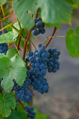 Fototapeta premium beautiful grapes growing
