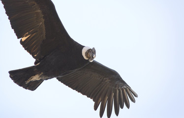 Condor Andino