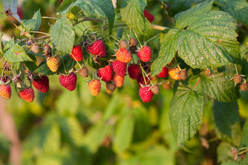 Obraz premium raspberries growing in garden